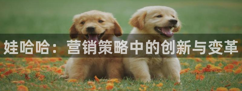 必赢科技有限公司